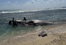 Giant sperm whale found dead on ʻEua shoreline