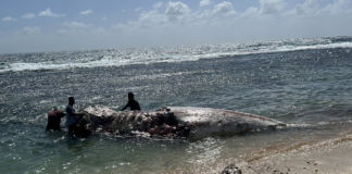 Giant sperm whale found dead on ʻEua shoreline