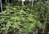 Suspicions spark cannabis bust in Ōtāhuhu warehouse