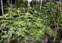Suspicions spark cannabis bust in Ōtāhuhu warehouse