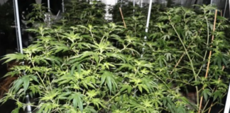 Suspicions spark cannabis bust in Ōtāhuhu warehouse