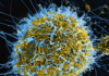 WHO declares Ebola emergency as Congo–Uganda outbreak grows, risk to Tonga remains low