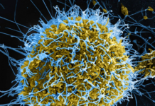 WHO declares Ebola emergency as Congo–Uganda outbreak grows, risk to Tonga remains low