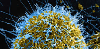 WHO declares Ebola emergency as Congo–Uganda outbreak grows, risk to Tonga remains low
