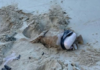 More suspected drug packages wash ashore on Vava’u beaches