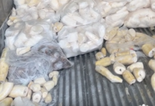 Tongan produce shipment spoils in US, sparks sympathy, raises handling questions