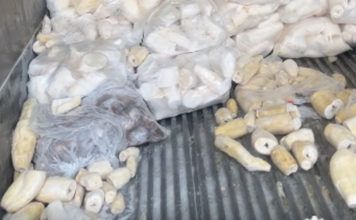 Tongan produce shipment spoils in US, sparks sympathy, raises handling questions