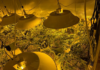 Police seize nearly 500 cannabis plants in Auckland crackdown on organised crime