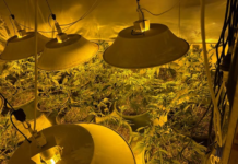 Police seize nearly 500 cannabis plants in Auckland crackdown on organised crime