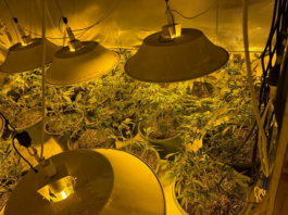 Police seize nearly 500 cannabis plants in Auckland crackdown on organised crime
