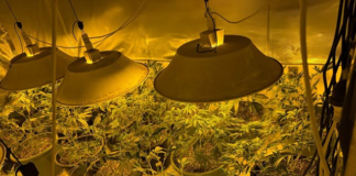 Police seize nearly 500 cannabis plants in Auckland crackdown on organised crime