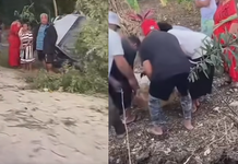 Serious crash in Tonga: Bystanders carry motionless person from badly damaged car